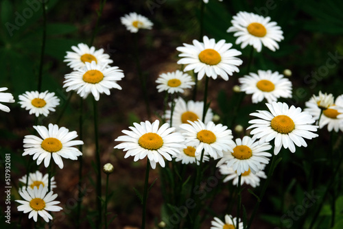 Many beautiful chamomile flowers in the shade deep in the garden on dark background in summer day closeup