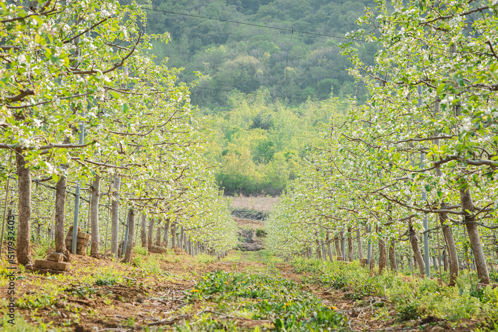 The Apple Garden on a Spring Day The Apple Garden on a Spring Day