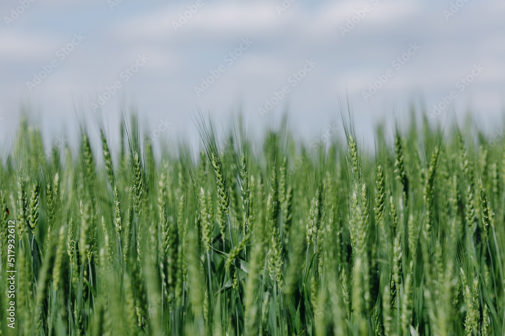 Green wheat in the field close-up against a cloudy blue sky Green wheat in the field close-up against a cloudy blue sky