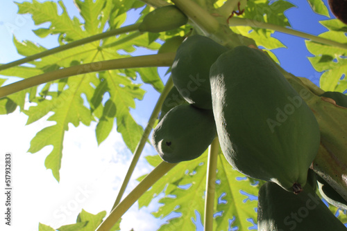 selective focus of fresh green papaya fruit on a tree photo