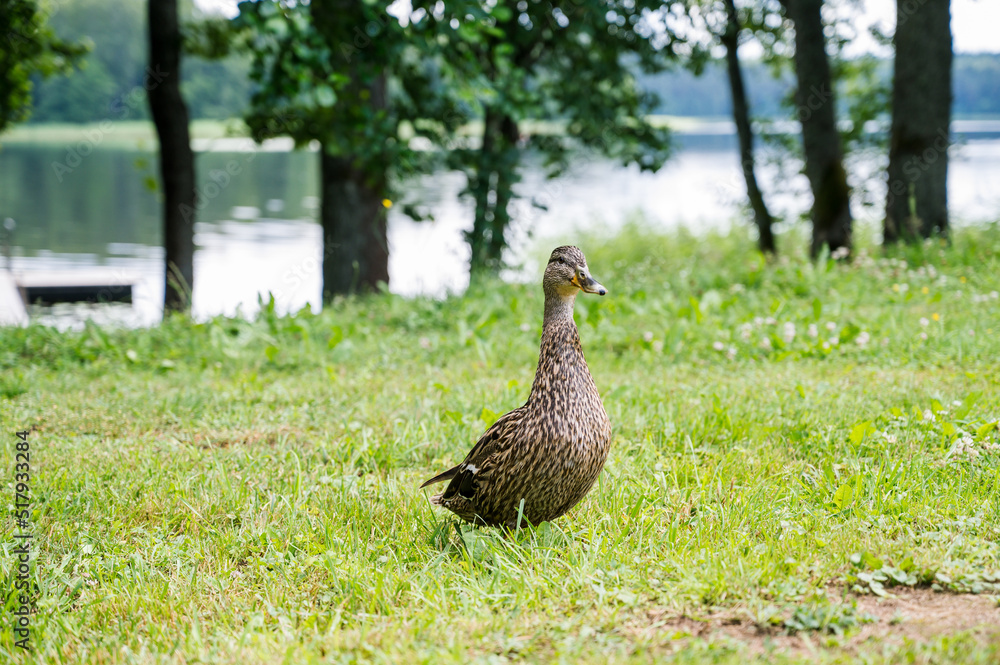 Duck on grass near lake. Summer nature. Wild bird. Duck on grass near lake. Summer nature. Wild bird.