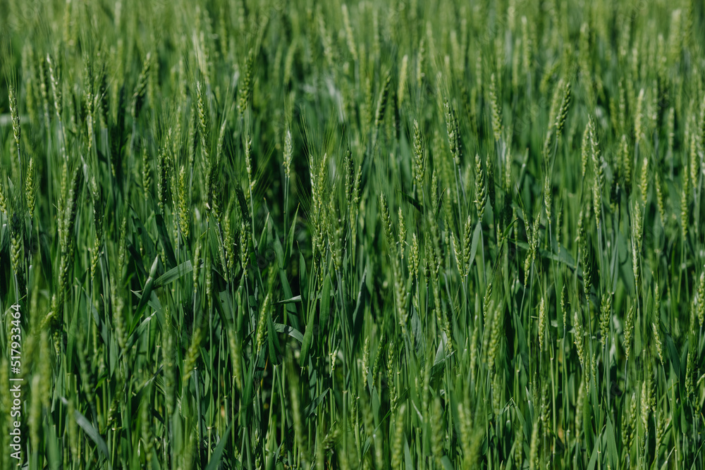  Green wheat in the field. Close-up of ears of corn