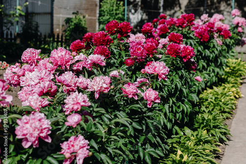  Flowerbed of pink and red peonies