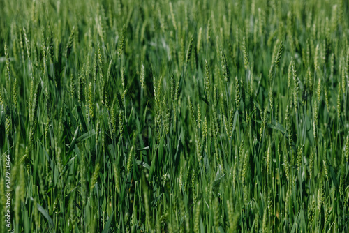  Green wheat in the field. Close-up of ears of corn