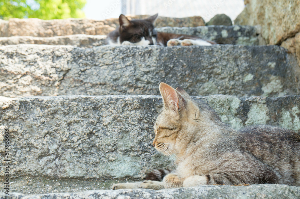 Fototapeta premium 夏の木陰でくつろぐ野良猫 