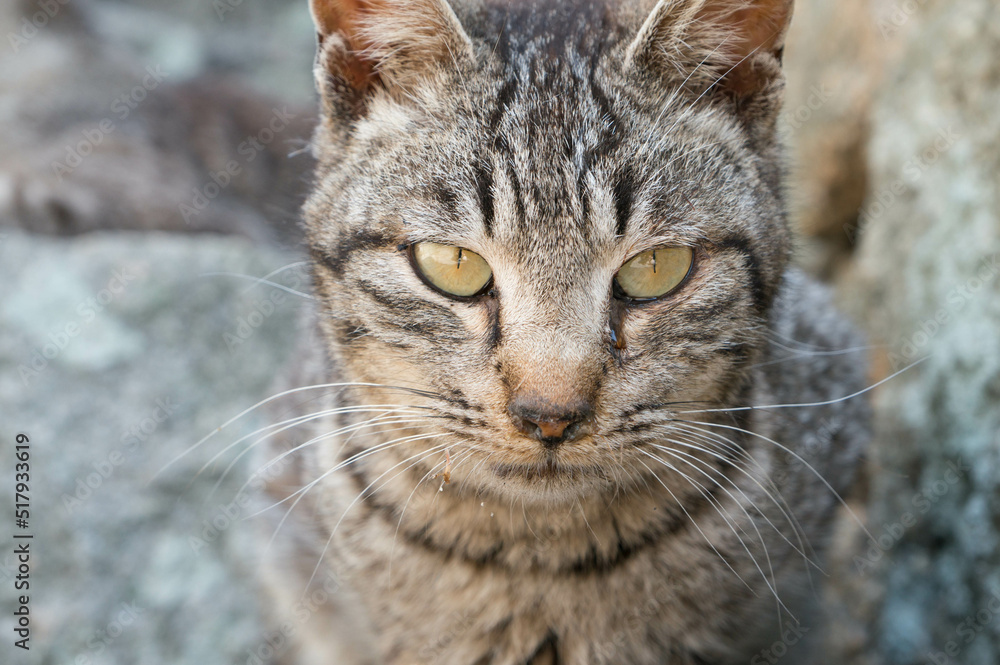 A stray cat that sends a straight and serious look