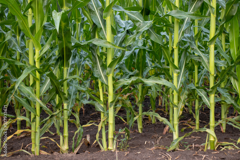 Corn field in the morning. Row of corn stems in summer field Corn field in the morning. Row of corn stems in summer field