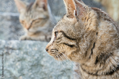 街角に暮らす野良猫