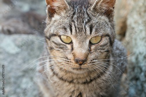 A stray cat that sends a straight and serious look photo