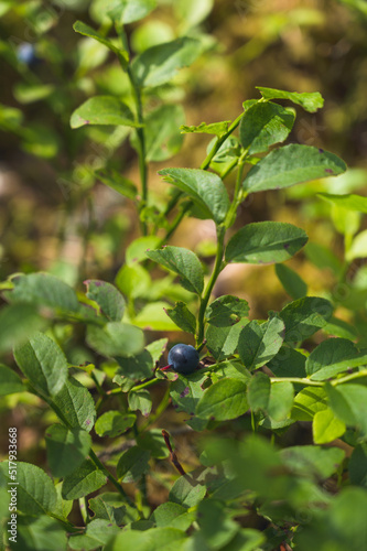 Close-up of blueberry growing on small bush in forest. Summer nature. Fresh berry. photo