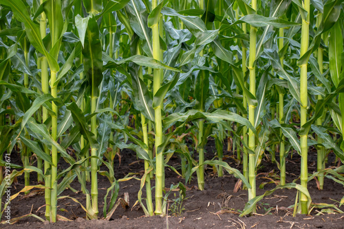 Corn field in the morning. Row of corn stems in summer field