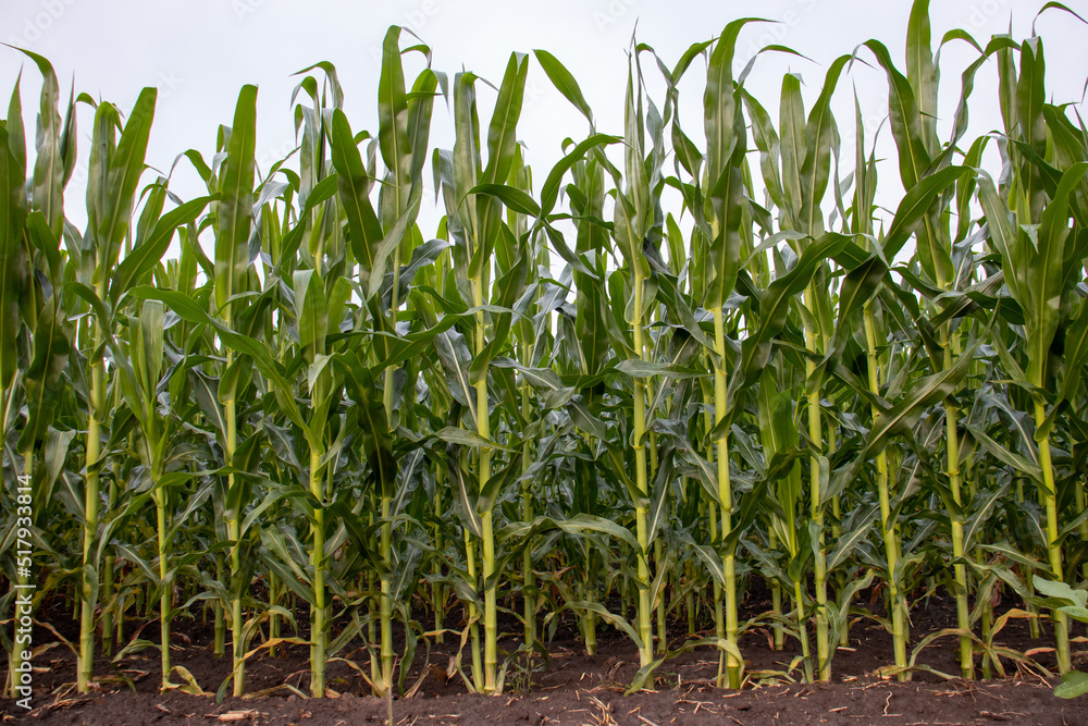 Corn field in the morning. Row of corn stems in summer field Corn field in the morning. Row of corn stems in summer field