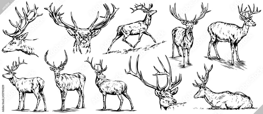 Vintage engrave isolated deer set illustration ink sketch. Wild doe stag background reindeer vector art