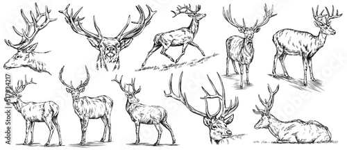 Photographie Vintage engrave isolated deer set illustration ink sketch