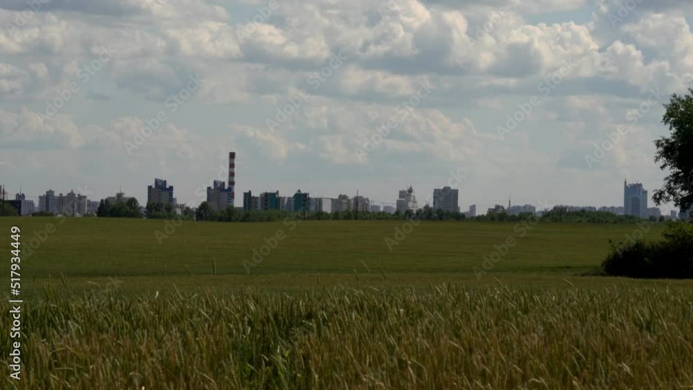 Ears in a rye field sway from a strong wind. A large city is visible in the background. Ears in a rye field sway from a strong wind. A large city is visible in the background.