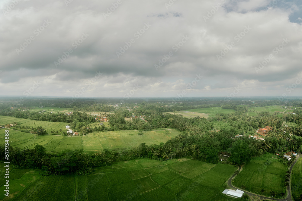 Obraz premium aerial high angle view of rice padi fields in indonesia