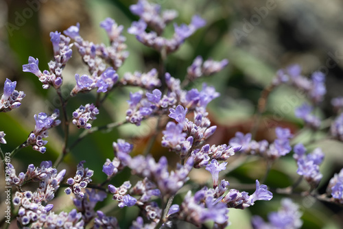 close up of lavender flowers