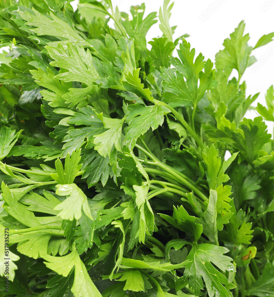 close-up fresh green parsley leaves background
close-up fresh green parsley leaves background
