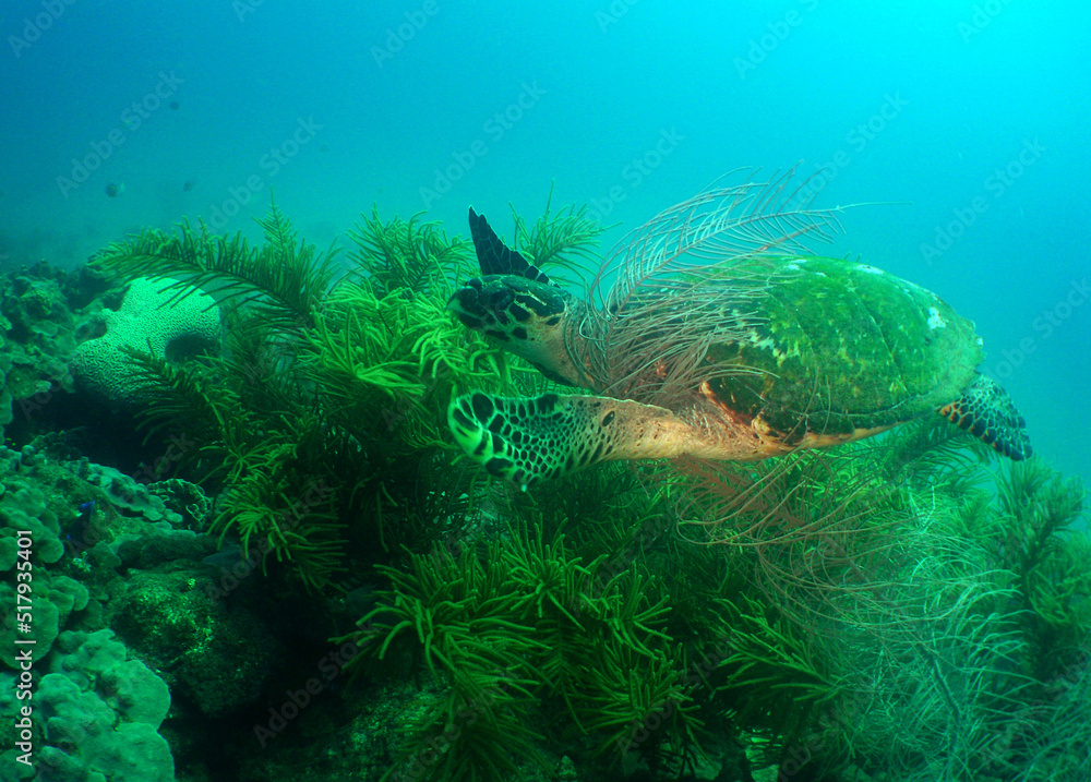 sea ​​turtle in its natural environment in the caribbean sea