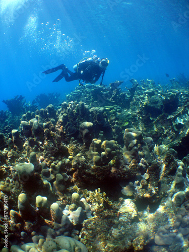 Fototapeta Naklejka Na Ścianę i Meble -  scuba diver , caribbean sea , Venezuela