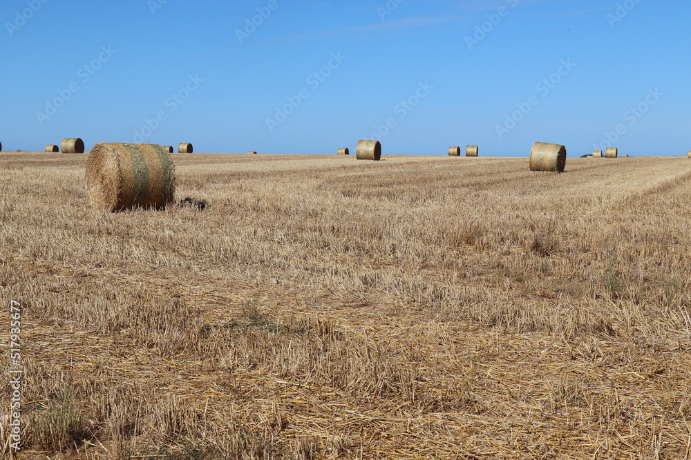 Fototapeta premium Champs en campagne
