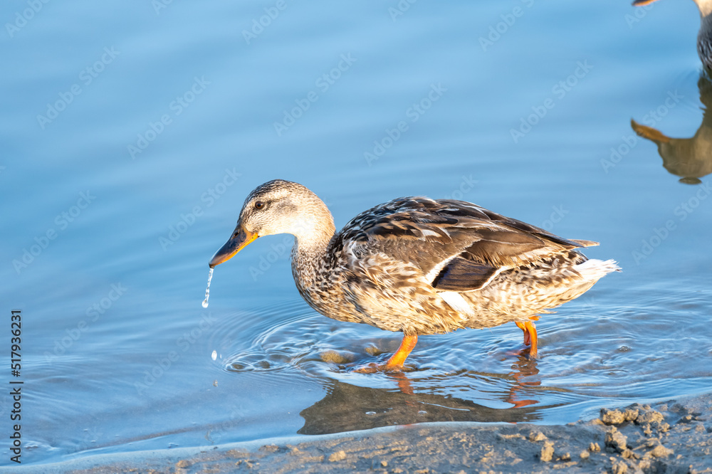 duck on the water Floodplain forest Igneada National Park Turkey. Igneada, iğneada district Kirklareli city Turkey duck on the water Floodplain forest Igneada National Park Turkey. Igneada, iğneada district Kirklareli city Turkey