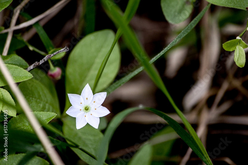 Arctic Star One white Trientalis europaea flower in green foliage close-up photo