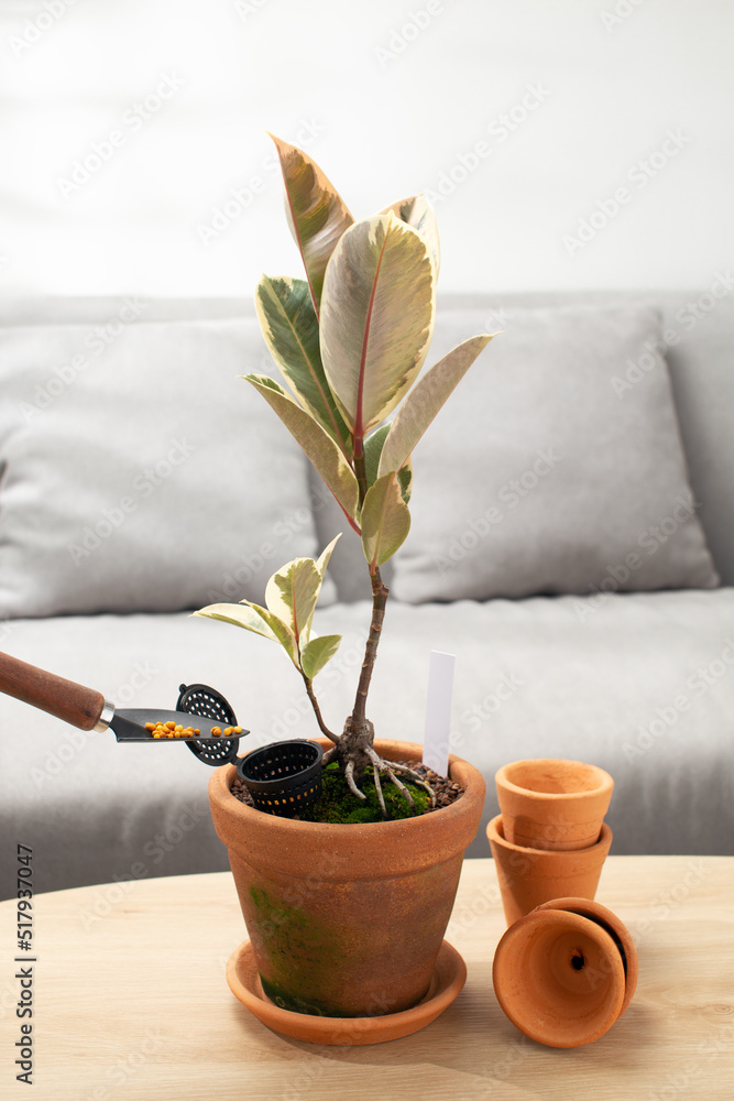 Ficus elastica Roxb. ex Hornem or Indian rubber plant in clay pot