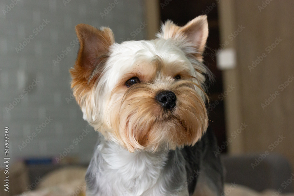 Funny cute Yorkshire Terrier little dog with a beautiful haircut in a modern interior. Canine pet at home. Puppy doggy portrait close up. Hairy dog muzzle after grooming. Domestic animal indoors.