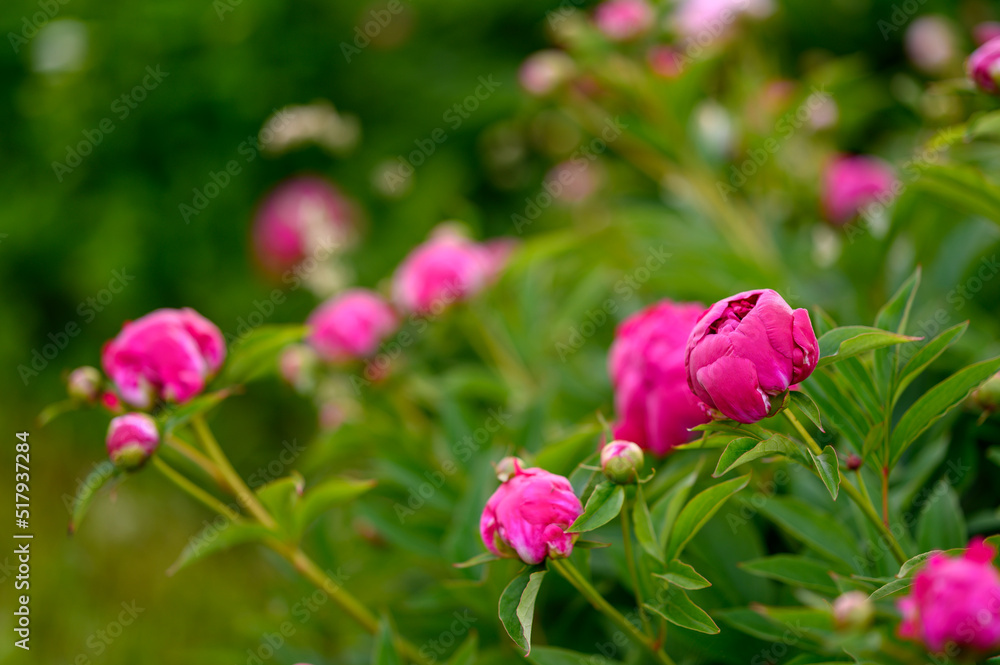 Peony with dark red flowers. From about the 16th century. A bushy variety, Rubra plena, often found in home gardens. With higher growth and later flowering time. Peony with dark red flowers. From about the 16th century. A bushy variety, Rubra plena, often found in home gardens. With higher growth and later flowering time.