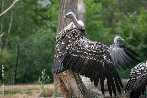Vogel