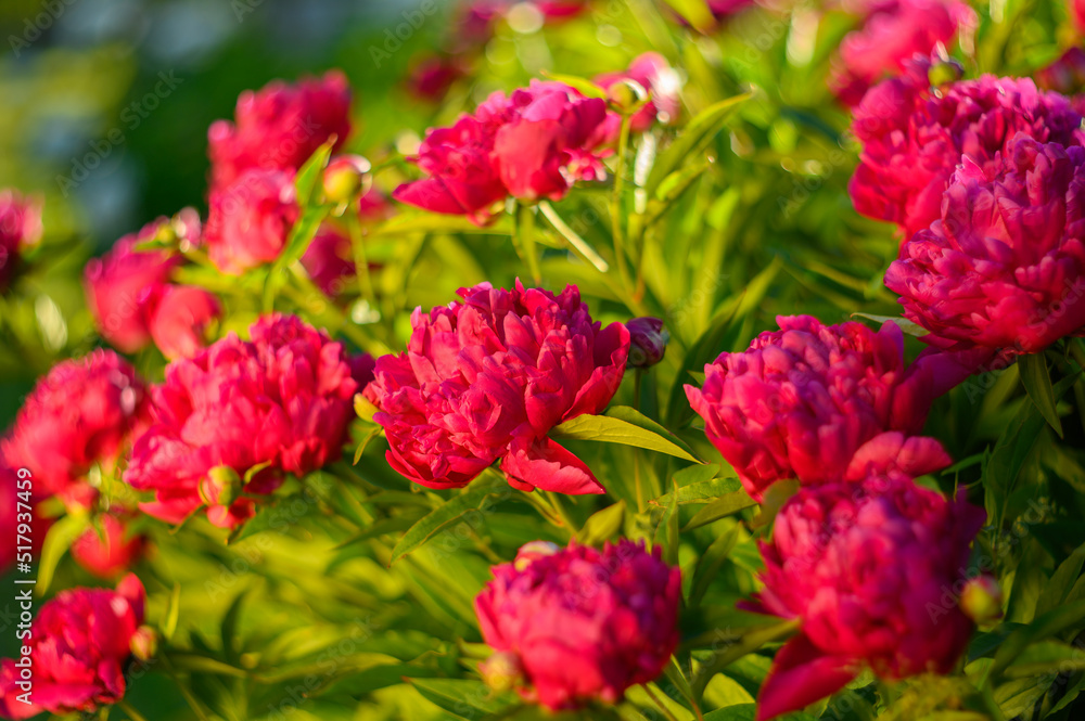 Peony with dark red flowers. From about the 16th century. A bushy variety, Rubra plena, often found in home gardens. With higher growth and later flowering time. Peony with dark red flowers. From about the 16th century. A bushy variety, Rubra plena, often found in home gardens. With higher growth and later flowering time.