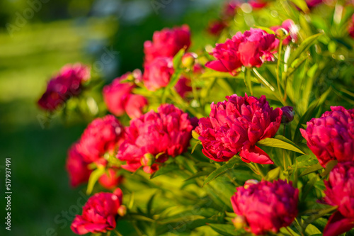 Peony with dark red flowers. From about the 16th century. A bushy variety, Rubra plena, often found in home gardens. With higher growth and later flowering time.