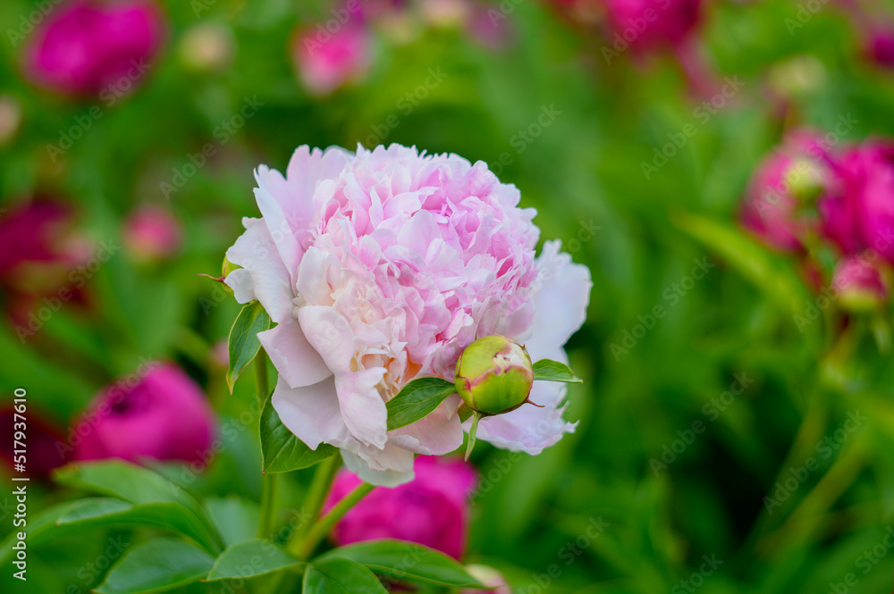 Double Chinese Peony Nadia (Nadezhda). Paeonia lactiflora. Pink peony, full-flowered.