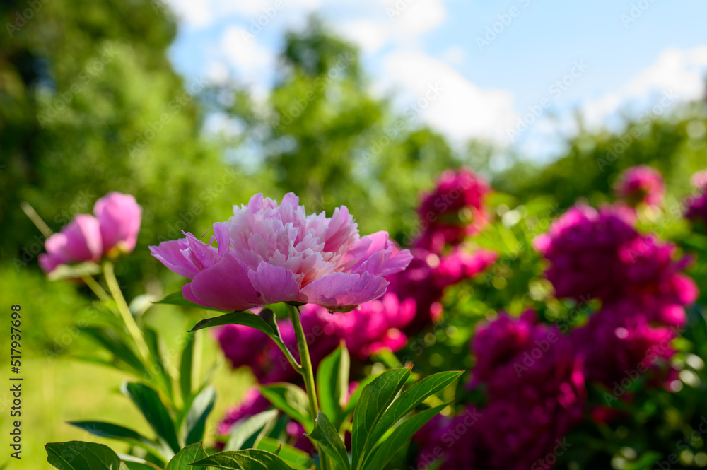 In almost every home garden, the Edulis Superba variety, which was bred in 1824, blooms at the beginning of summer with its pink-filled peonies. In almost every home garden, the Edulis Superba variety, which was bred in 1824, blooms at the beginning of summer with its pink-filled peonies.