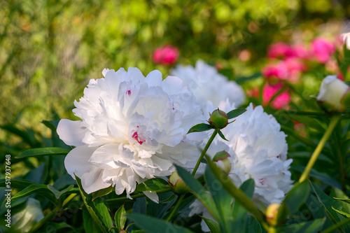 White peony. ´Festiva Maxima´ with white filled rides. The large white filler flower has a purple contrast at the edges and center of the petal. Mild smell. An old variety from 1851.