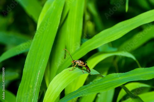 Flower Longhorn Beetle on green plant leaf.