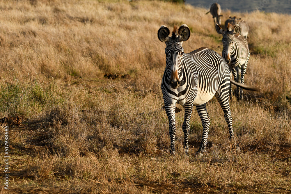 Naklejka premium Grevy's Zebra Leading the Dazzle Across the Savanna in Kenya