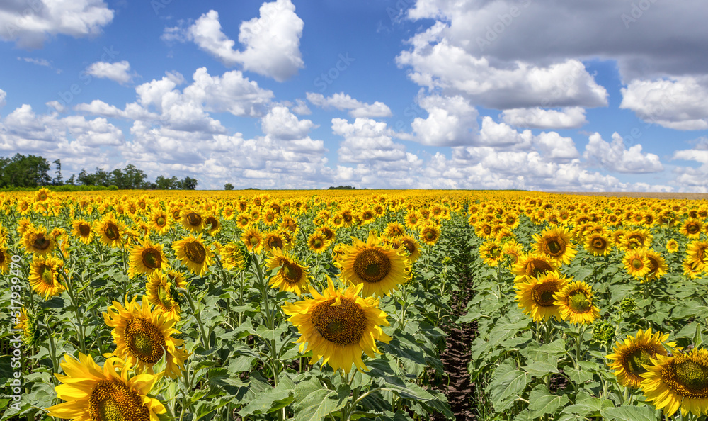 Obraz premium wallpaper of blooming sunflowers, natural background of sunflowers