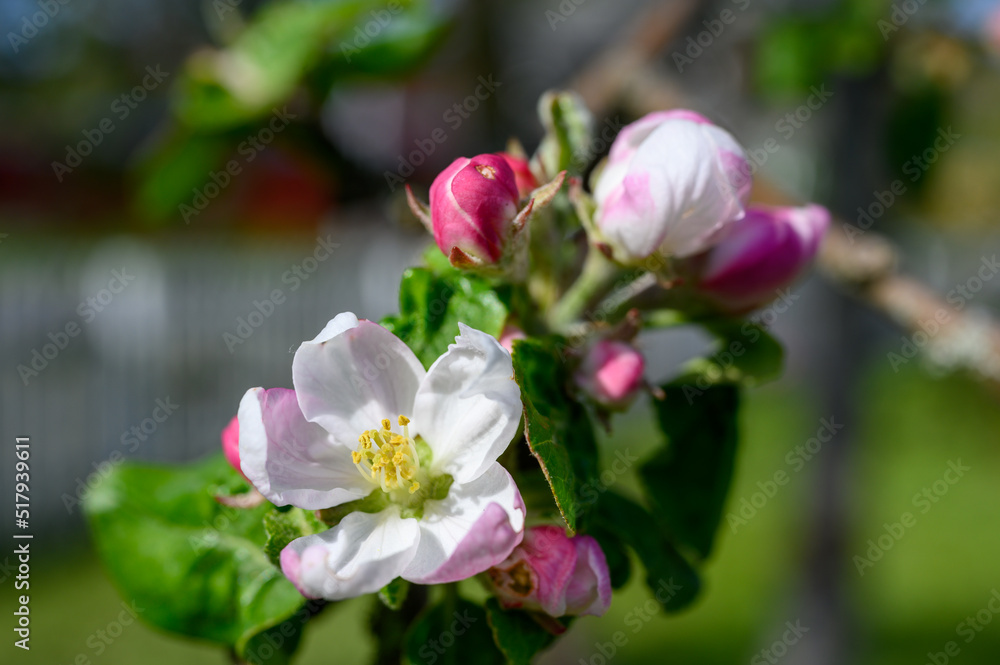 Blooming apple blossom. Garden apple tree variety „Lobo“ (Malus domestica). Year of planting 2004. Blooming apple blossom. Garden apple tree variety „Lobo“ (Malus domestica). Year of planting 2004.