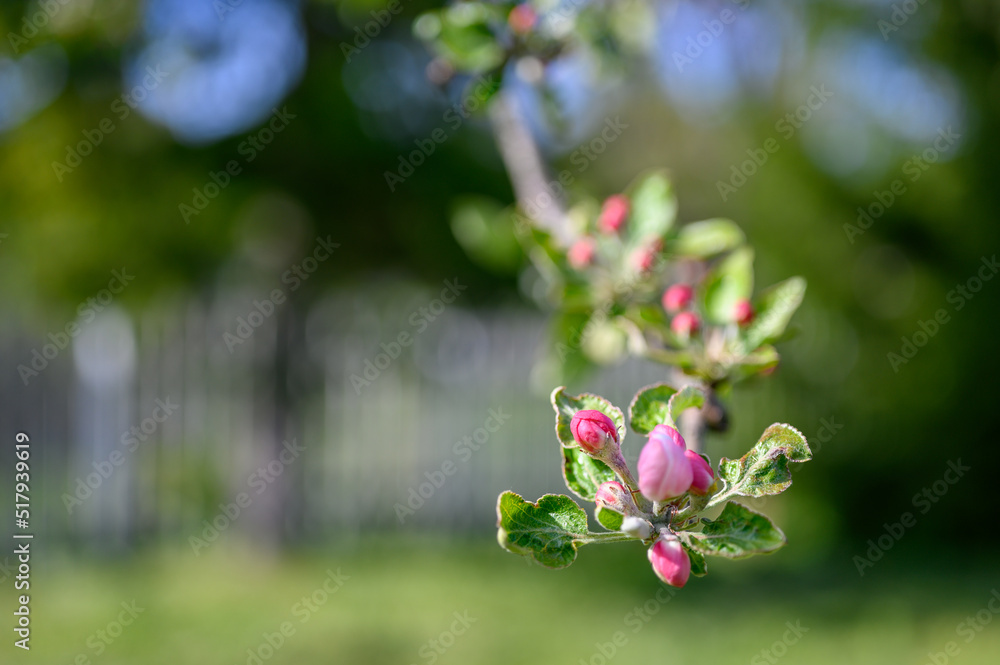 Blooming apple blossom. Garden apple tree variety „Lobo“ (Malus domestica). Year of planting 2004. Blooming apple blossom. Garden apple tree variety „Lobo“ (Malus domestica). Year of planting 2004.