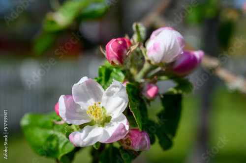 Blooming apple blossom. Garden apple tree variety    Lobo     Malus domestica . Year of planting 2004.