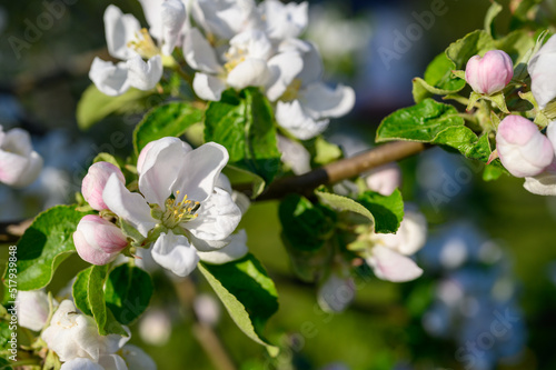 Blooming apple blossom. Garden apple tree variety    Kr  ger pigeon apple     Malus domestica . Year of planting 1990.