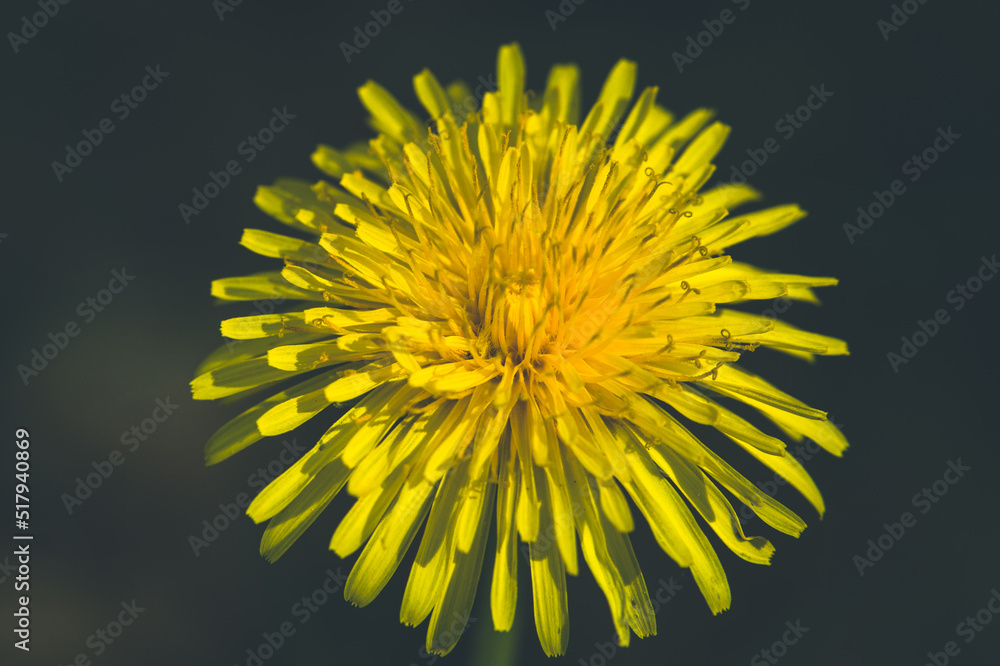 Yellow flower on a black background Yellow flower on a black background