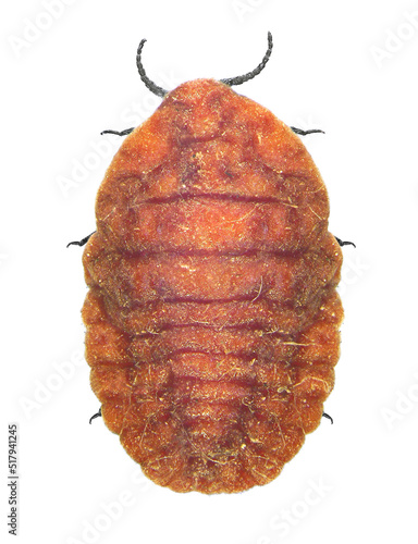 Dark winged scale insects or Pine monophlebid (Palaeococcus fuscipennis) is a pest of pine forest in the Mediterranean countries and central Europe. Female. Isolated on a white background. Macro photo