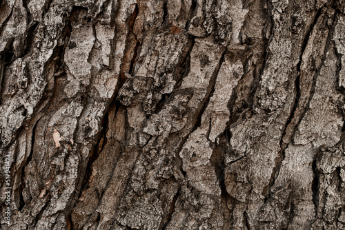Close-up texture of brown tree bark. Abstract background texture and nature pattern
