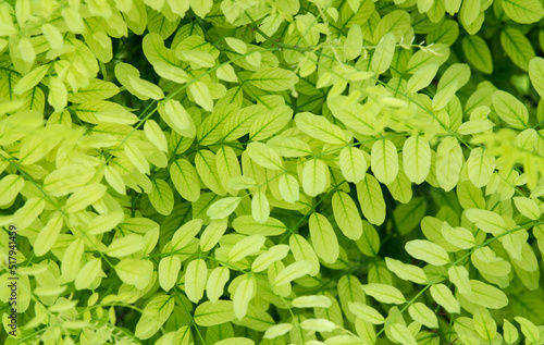 Light green leaves background. Young acacia leaves.