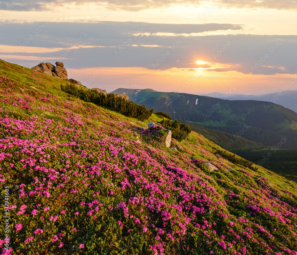 Pink rose rhododendron flowers on morning summer mountain slope.