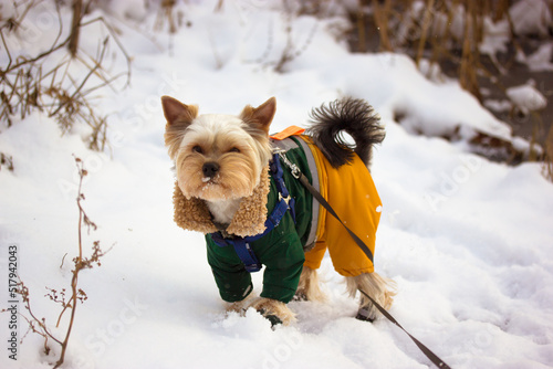 Cute groomed warmly dressed Yorkshire Terrier dog in winter park. Small stylishly little doggy walking outside at cold winter snowy day. Puppy in warm green yellow jumpsuit. Canine animal on a walk. © vita