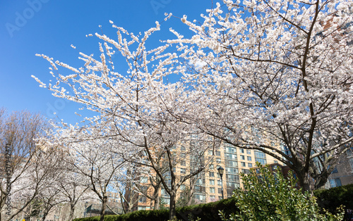 Rows of White Cherry Blossom Trees on Roosevelt Island of New York City during the Spring © James